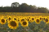 sunflowers