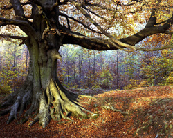 David's Beech in Autumn