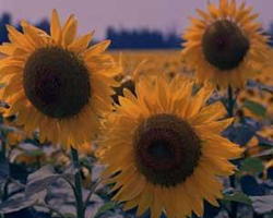 David Lloyds Sunflowers